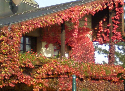 herbstbalkonnachbar.jpg