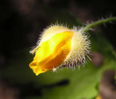 Stylophorum_diphyllum_knospe.jpg