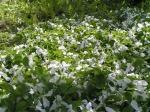 Trillium_Sissinghurst.jpg