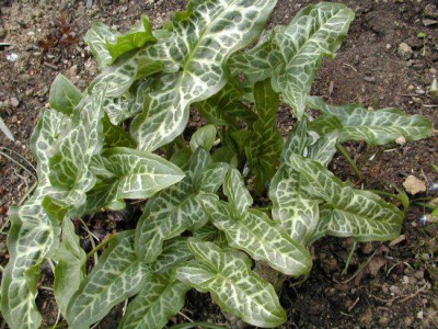 Arum123.jpg