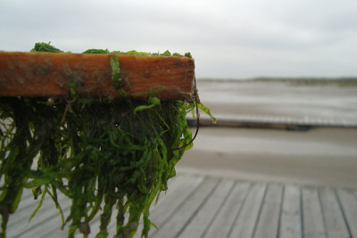 nordsee2010_zg7.jpg