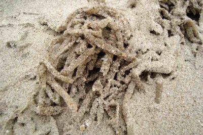 nordsee2010_zg11.jpg