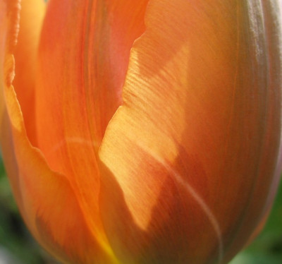 tulipa_Princess_Irene.jpg