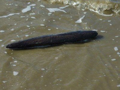nordsee2010_zg23.jpg