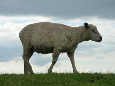 nordsee2010_zg26.jpg