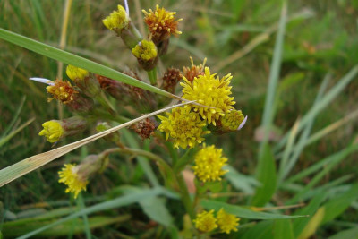 nordsee2010_zg34.jpg