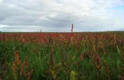 nordsee2010_zg35.jpg