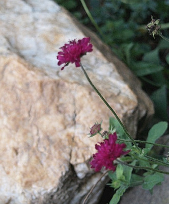 Knautia_macedonica123.jpg