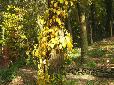 comp_Kletterhortensie29.Okt.2010_019.jpg