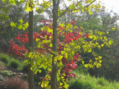 comp_Gingko_29.Okt.2010_010.jpg