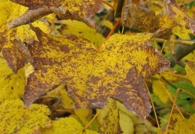 Acer_crcinatum_800x600.jpg