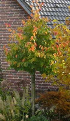 Parrotia_persica_800x600.jpg