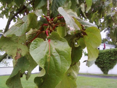 Baum2.jpg
