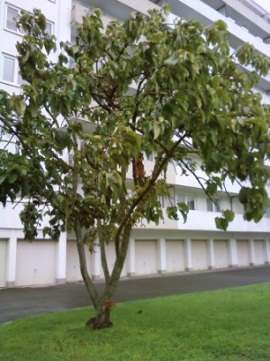Baum_3.jpg