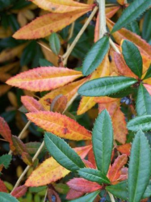 Berberis_julianae.JPG