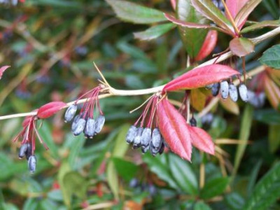 Berberis_julianae_Fruechte.JPG