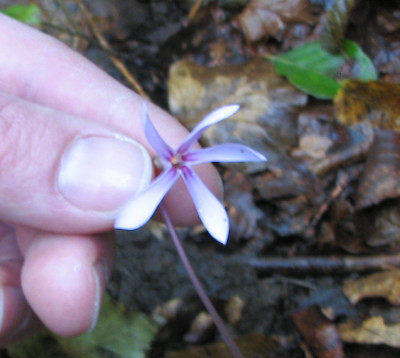 cyclamen_propeller.jpg