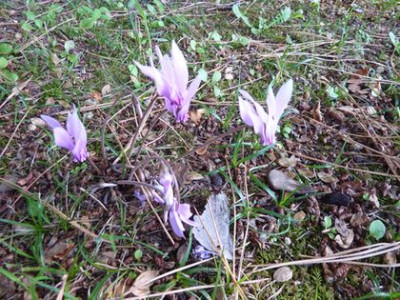 Cyclamen_hederifolium_schmal_fars_2010.jpg