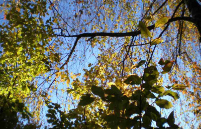 herbstsonnea.jpg