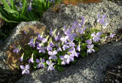Veilchen_2005-04-18_.JPG