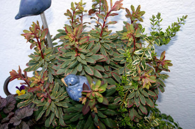 Euphorbia0307a.jpg