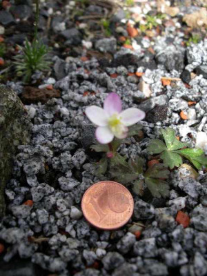 Anemone_flaccida_l.n.Fujimara_Mts.2005-04-18_.JPG