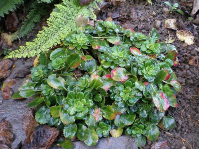 herbstsaxifragarotundifolia.jpg