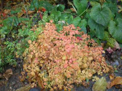 herbstaruncusaethusifolius.jpg