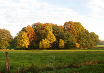 Herbstspaziergang_5_640x480.jpg