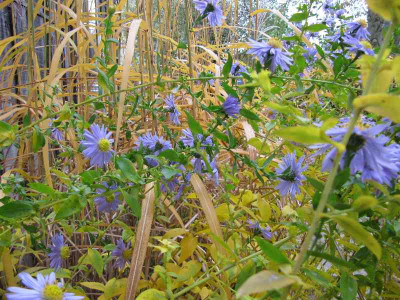 Asternherbst_101031.jpg