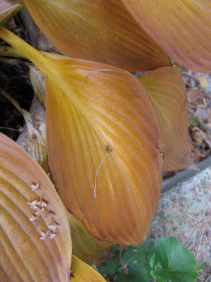 Devon_Green_101031.jpg