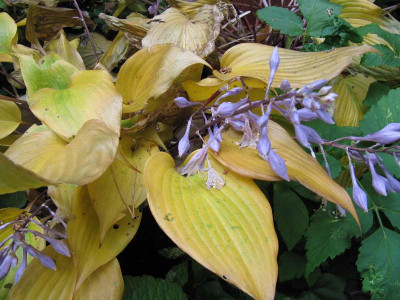 Fall_Bouquet_101031.jpg