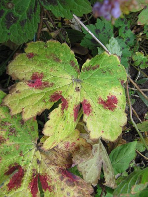 Geranium_phaeum_unbekannt.jpg