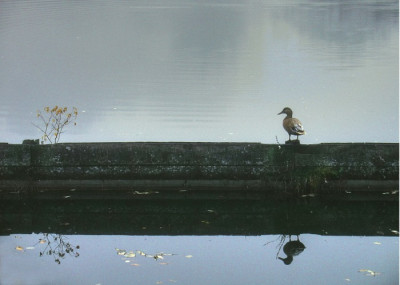die_ente.jpg