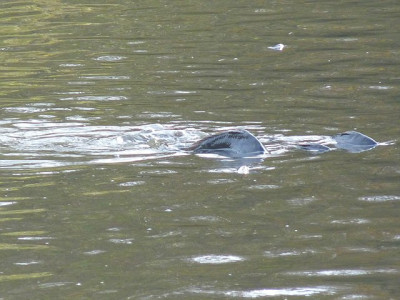 10fisch08.jpg