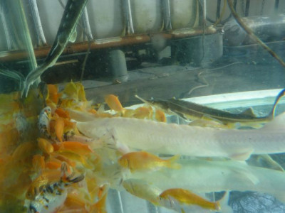fisch14.JPG