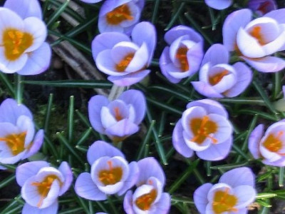 Crocus4.JPG
