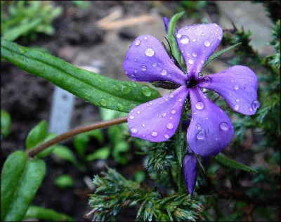 Phlox_divaricata_Louisiana_Purple.JPG