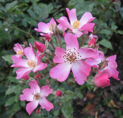 Rose_Ballerina_74001.jpg
