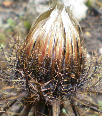 herbstcarlinaacaulis.jpg