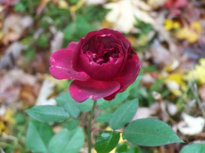 Nov_Darcey_Bussell.jpg
