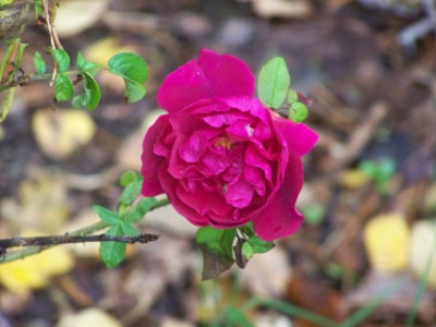 Nov__Mrs_Anthony_Waterer.jpg