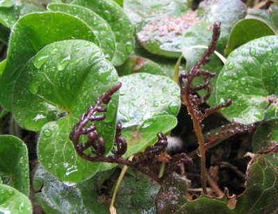 Athyrium_niponicum_Metallicum_0481.jpg