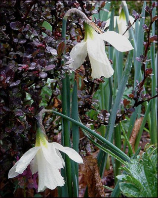 Narzissus_moschatus.JPG