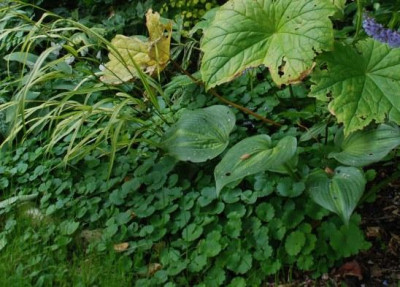 chrysoplenium_oppositifolium_ende_september.jpg