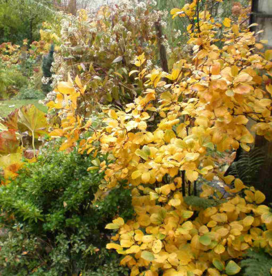 herbstfothergillamajor1.jpg