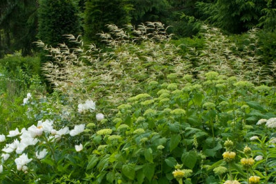 Aruncus.jpg