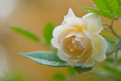 Novemberrose-Nov0210-2.jpg