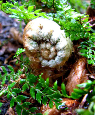 Polystichum_setif_Proliferum_0489.jpg