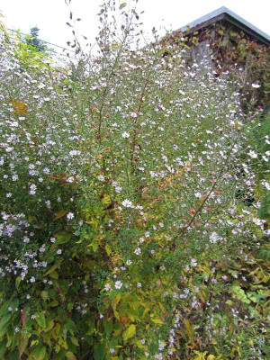 Aster_cordifolius_2010.jpg